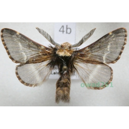Poecilocampa populi (Linnaeus, 1758) male Czech4b